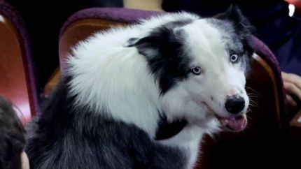 Messi, en los Oscar.