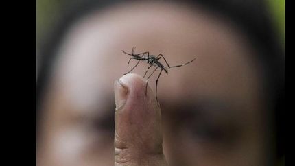 aumentaron los casos de dengue en la ciudad de buenos aires