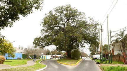 La gestión de los vecinos, sumado al Concejo Deliberante y el Municipio, permitieron darle vida al árbol.