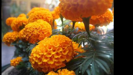 la flor del dia de muertos