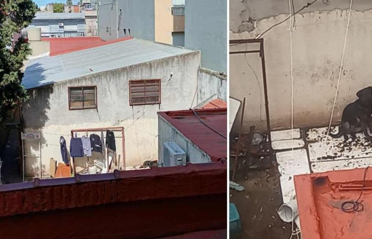 El perro aún se encuentra atado en el fondo del comercio.