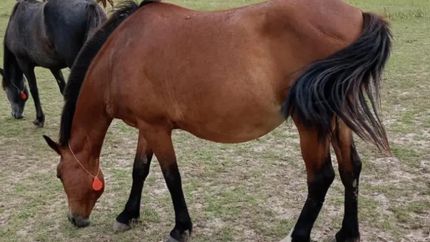 La ONG continúa juntando materiales reciclables.