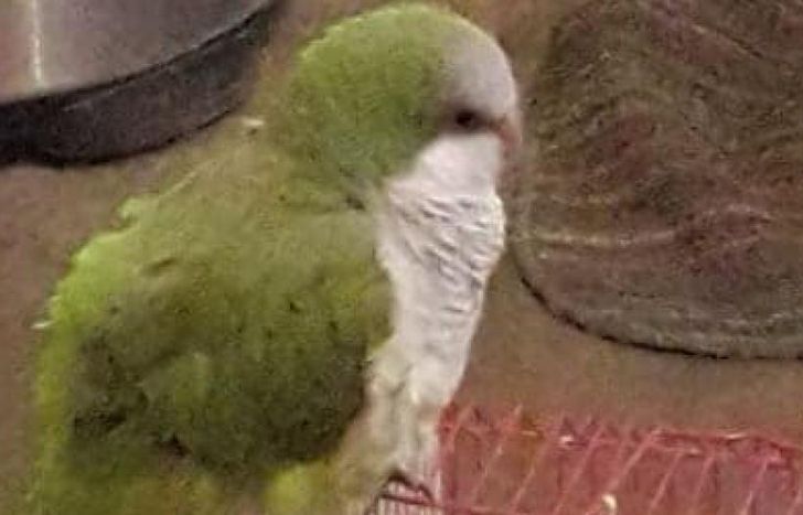 Panchito tiene que volver con Fabricio.