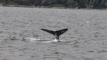 Una fotógrafa bautizó a esta ballena como Temperley.