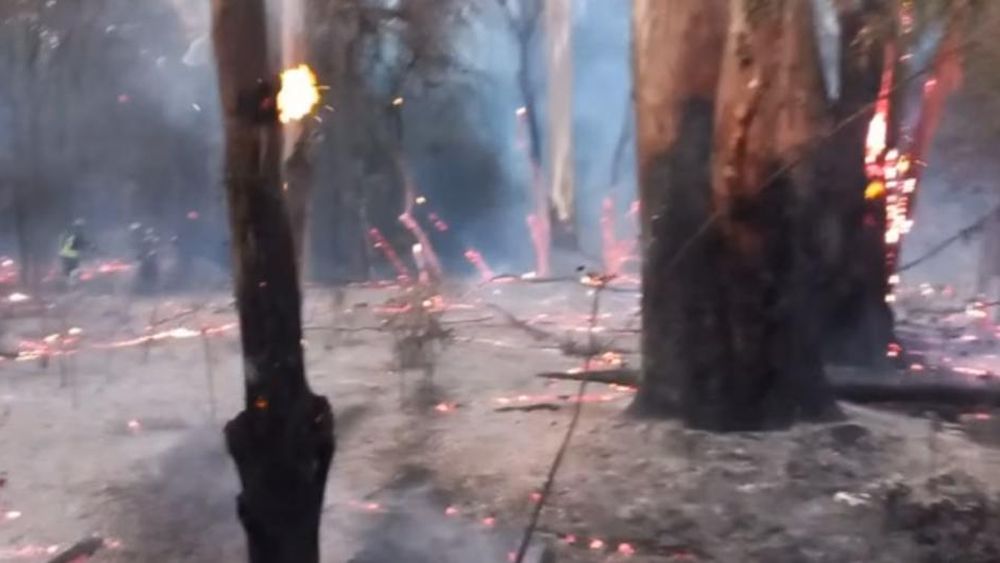 Árboles y pastos quemados en la Facultad de Ciencias Agrarias.