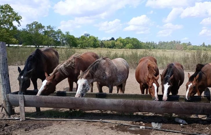 Los elementos que se juntan sirven para solventar los gastos de Caballos Libres del Sur.