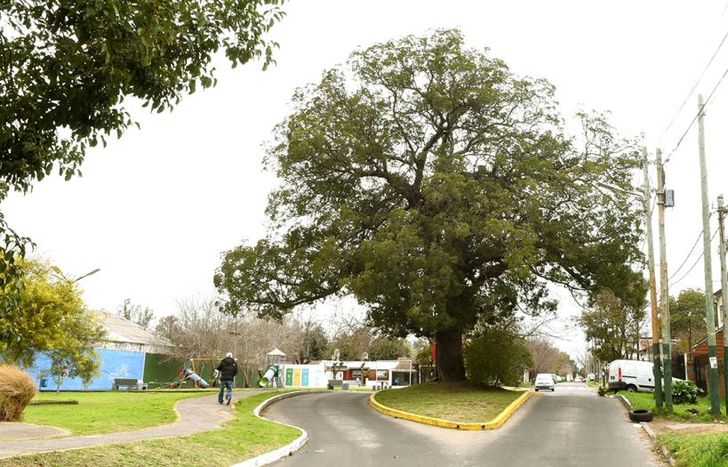 La gestión de los vecinos, sumado al Concejo Deliberante y el Municipio, permitieron darle vida al árbol.