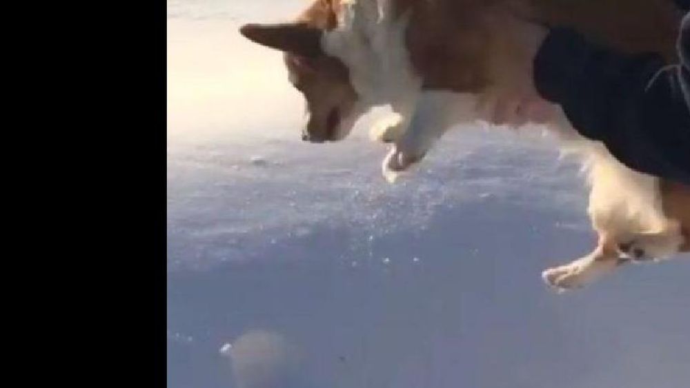 Tiró a su perro al vacío y el video se volvió viral