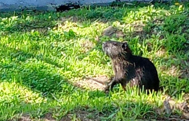 El coipo se acercó a los vecinos que pasaban el día en el Parque Finky.