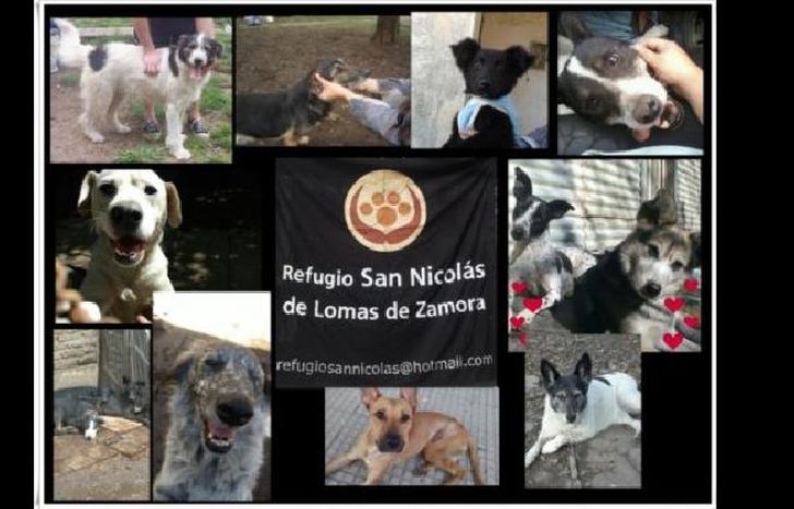 Para poder abastecer las necesidades de los perritos rescatados del maltrato y el abandono.