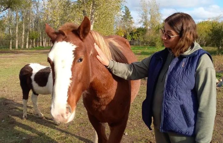 Caballos Libres del Sur vela por la salud de los animales.