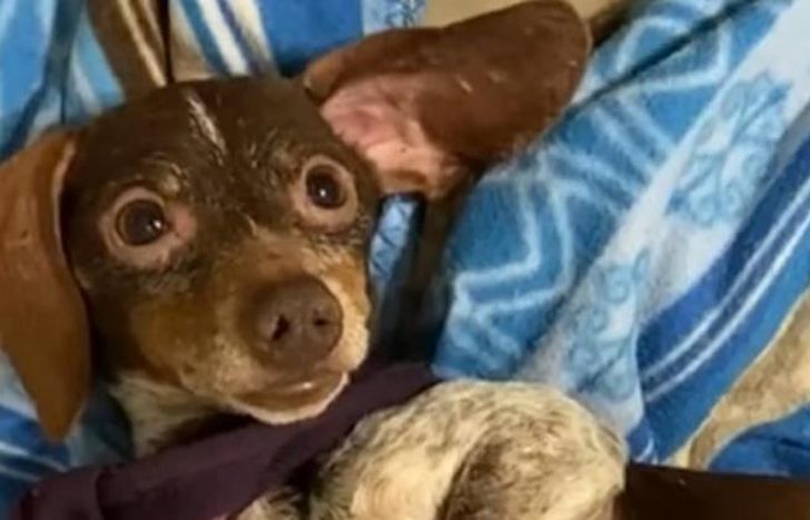 Uno los perritos salchichas rescatados de un criadero clandestino en Temperley.