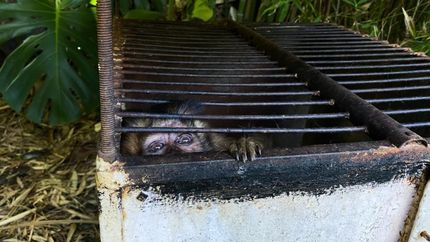 Diario La Unión | Lograron recuperar varias especies.