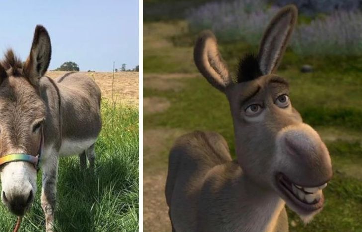 Perry, la inspiración de Burro de Shrek.