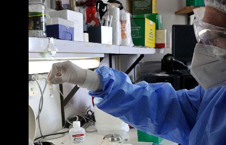 La mitad de los casos son de circulación comunitaria.