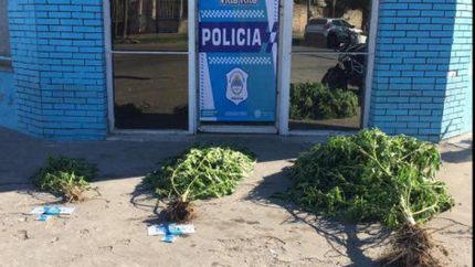 Las tres plantas incautadas.