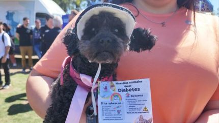 Los animales también pueden tener diabetes y necesitan ser tratados para que cuenten con una mejor calidad de vida.