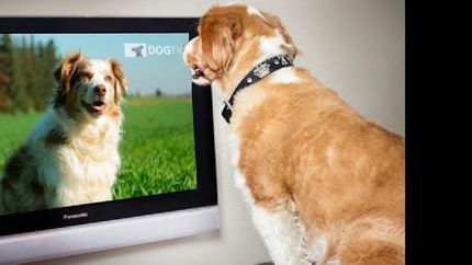 una programacion para que los perros no sufran con la pirotecnia