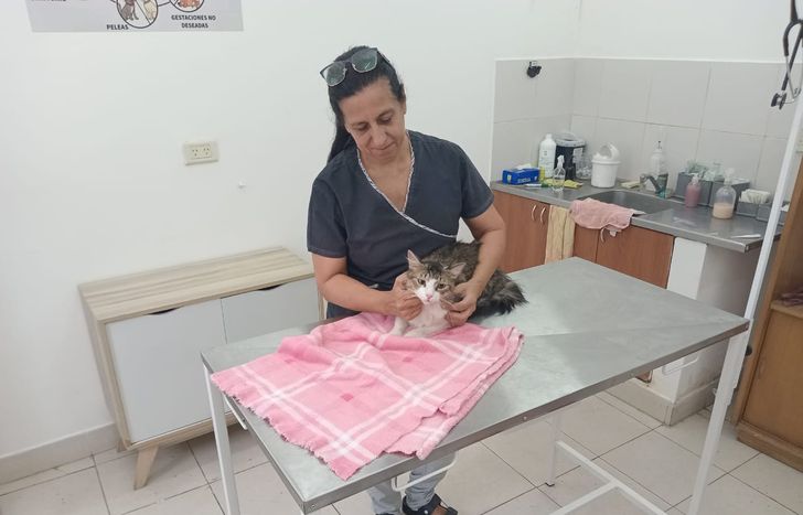 La veterinaria oriunda de Lomas de Zamora destacó la importancia del tutor para los gatos.