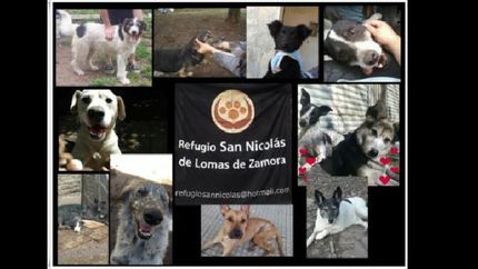 Para poder abastecer las necesidades de los perritos rescatados del maltrato y el abandono.