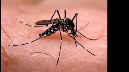 ya son 234 los casos confirmados de dengue en jujuy