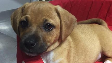 Las mascotas sufren los ruidos causados por la pirotecnia.