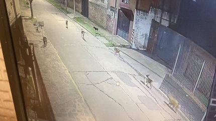 La jauría ataca de noche en Llavallol, Temperley y Turdera. La jauría ataca de noche en Llavallol, Temperley y Turdera.