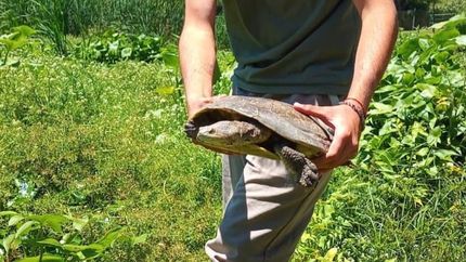 La llevaron al humedal del Parque Finky.