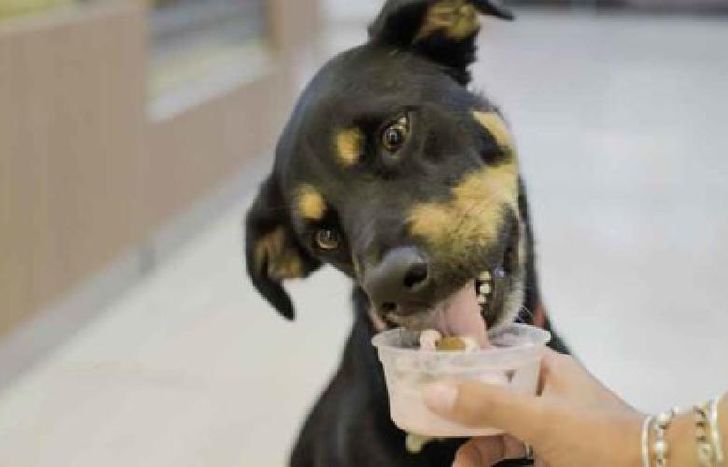 van a poder degustar los helados gratis.