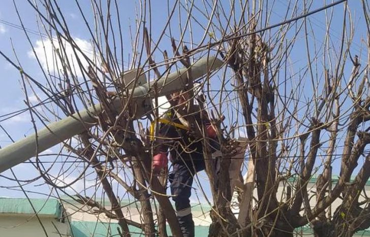 El poste fue chocado por un auto y cayó sobre un árbol.