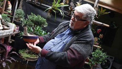 Héctor expondrá y venderá ejemplares de bonsái durante las distintas fechas de la feria.