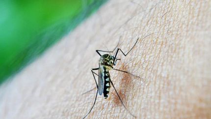 Se conocieron los preocupantes números que dejó el dengue en los últimos meses en la Argentina.