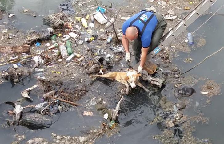 Personal de Defensa Civil sujeta al perro para rescatarlo del Arroyo del Rey.