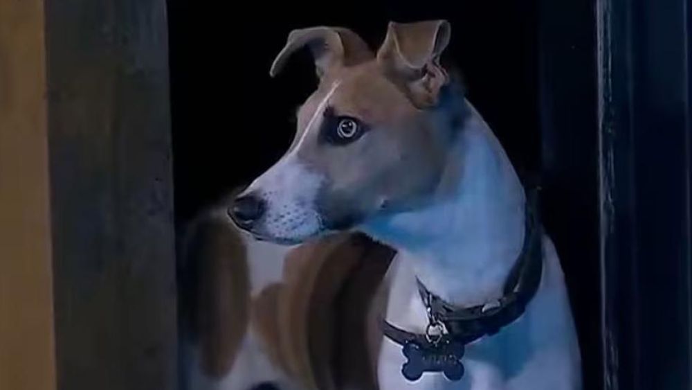 El perro Arturo.