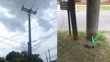 Denuncian a Edesur que un cable de alta tensión está matando palomas en Lomas de Zamora.