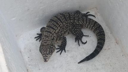 Nadie sabe cómo llegó el lagarto al patio de una casa en Temperley.