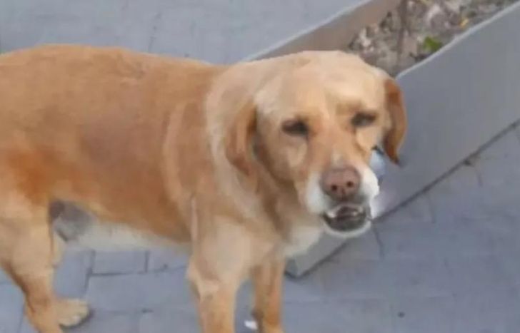 Necesitan que Rubio o Diente como lo llaman los que lo conocían que aparezca.