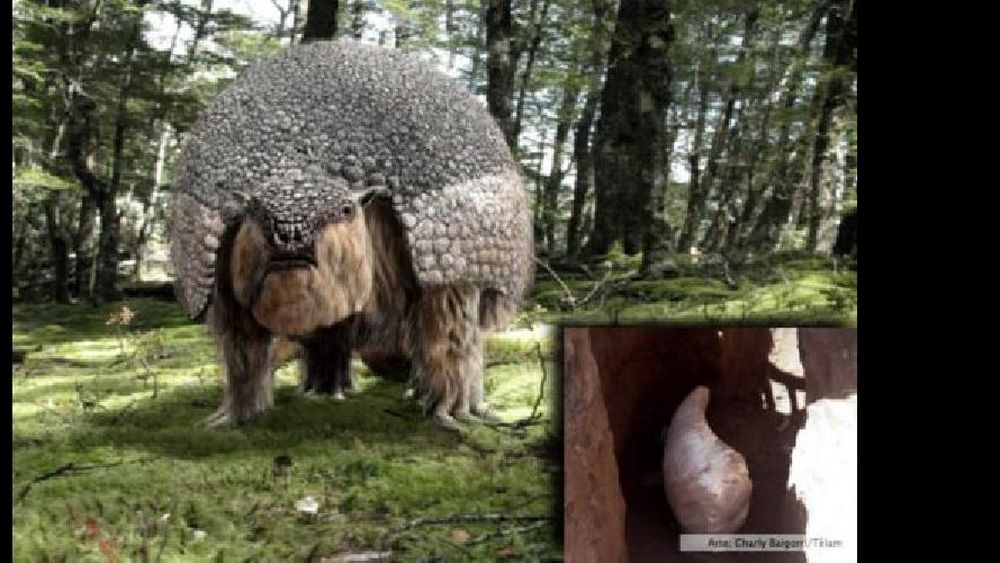 gliptodonte