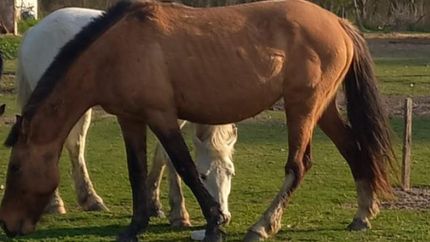 Los caballos reciben el cuidado necesario gracias a corazones solidarios y la ayuda vecinal.