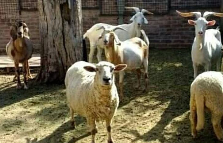 Cuentan con varios animales de granja y deben cubrir los gastos.