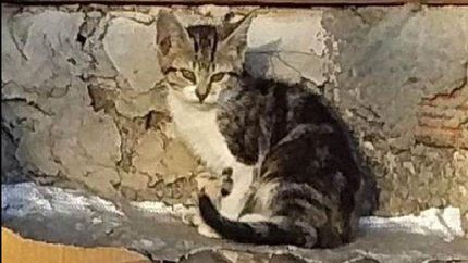 Se trata de una gatita de ocho meses. Se trata de una gatita de ocho meses.