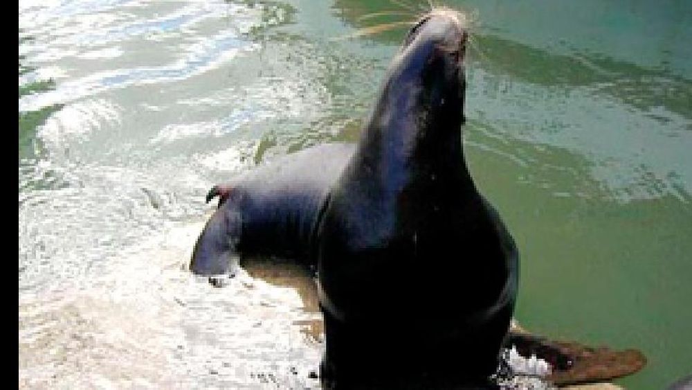 Rescataron a un lobo marino y se recupera para volver al mar