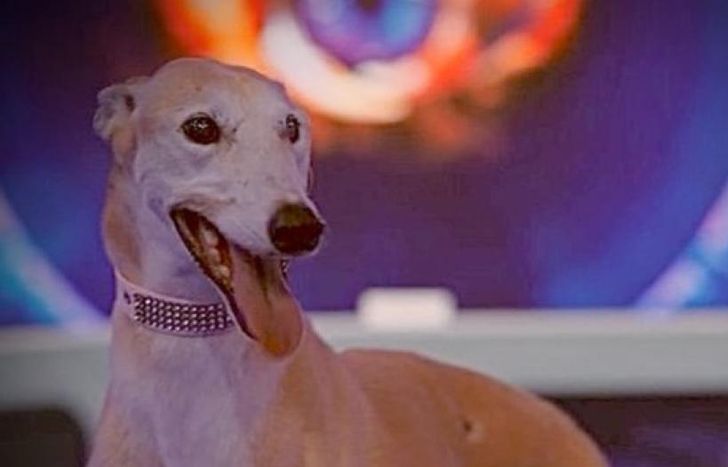 La perra Paris, en Gran Hermano.