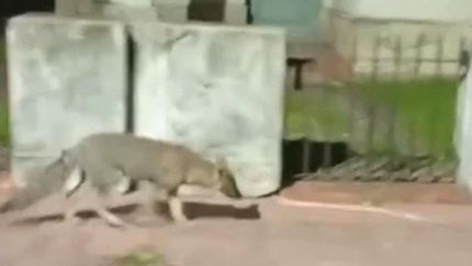 El zorro fue captado por el celular de un vecino.