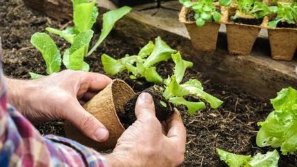 Aprender los beneficios de producir alimentos en los hogares.