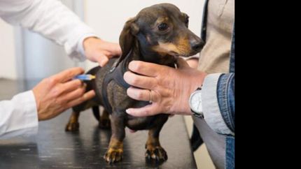 vacunacion antirrabica en echeverria