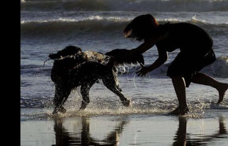 playa perro