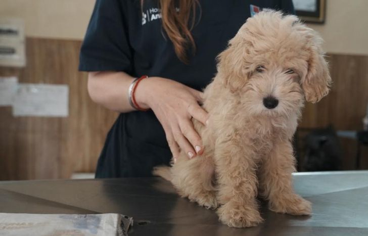 Los operativos se hacen todas las semanas en distintos puntos de la ciudad.