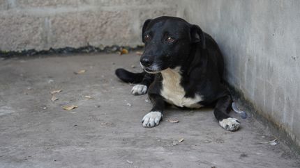 En Lomas priorizan el cuidado y la atención integral de los animales.