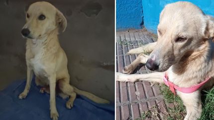 Bruno necesita y se merece un hogar donde pueda vivir rodeado de amor.